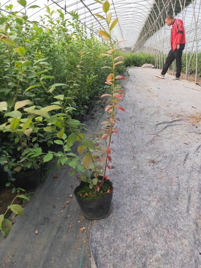 蓝莓苗品种齐全三年杯苗带花苞有果成活率高价格便宜