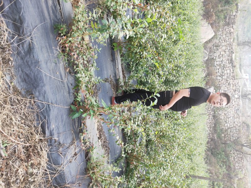 蓝莓苗品种齐全三年杯苗带花苞有果成活率高价格便宜