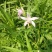 紫花三叉白芨，大白芨，白芨种苗，紫花白芨