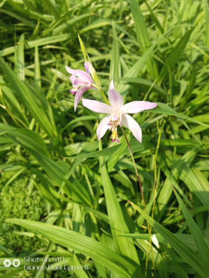 紫花三叉白芨，大白芨，白芨种苗，紫花白芨