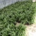 紫花三叉白芨，大白芨，白芨种苗，紫花白芨