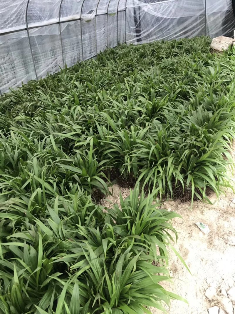 紫花三叉白芨，大白芨，白芨种苗，紫花白芨