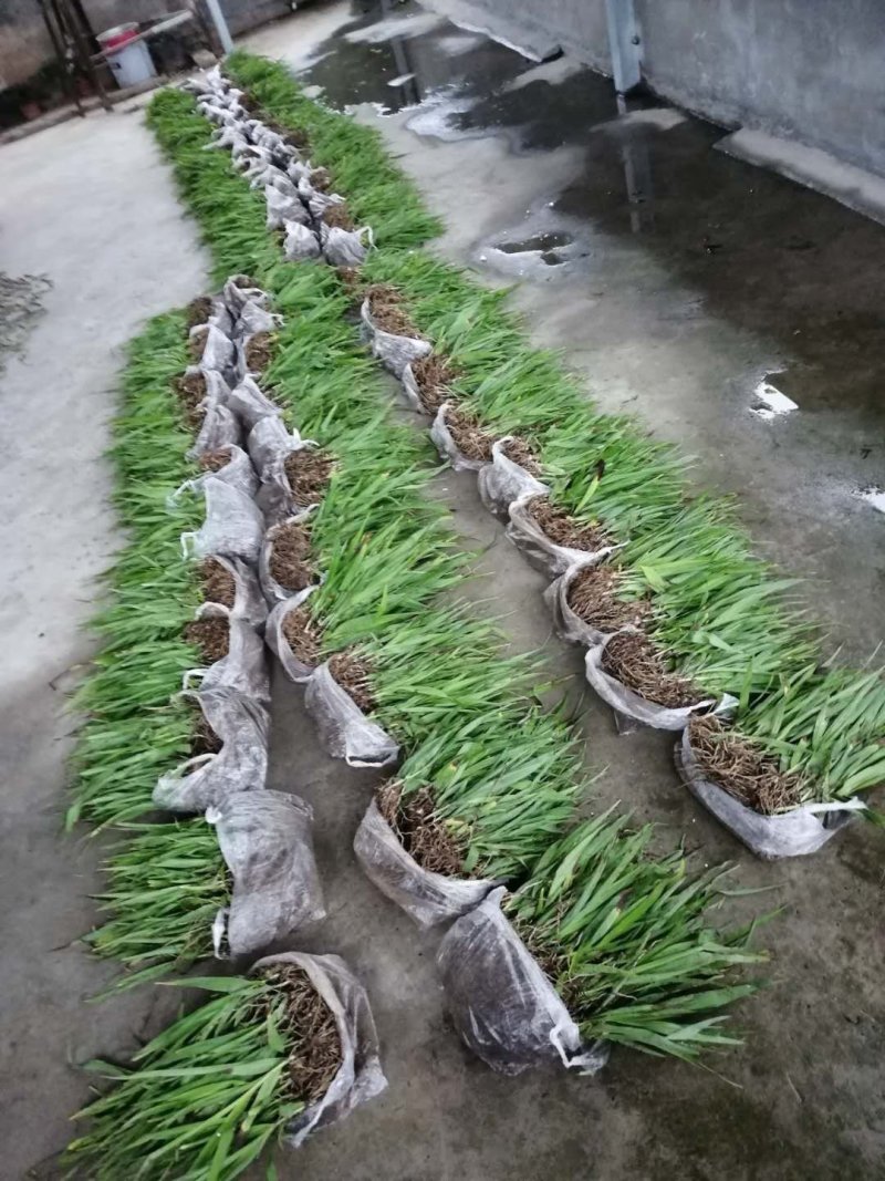 紫花三叉白芨，大白芨，白芨种苗，紫花白芨