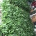 紫花三叉白芨，大白芨，白芨种苗，紫花白芨