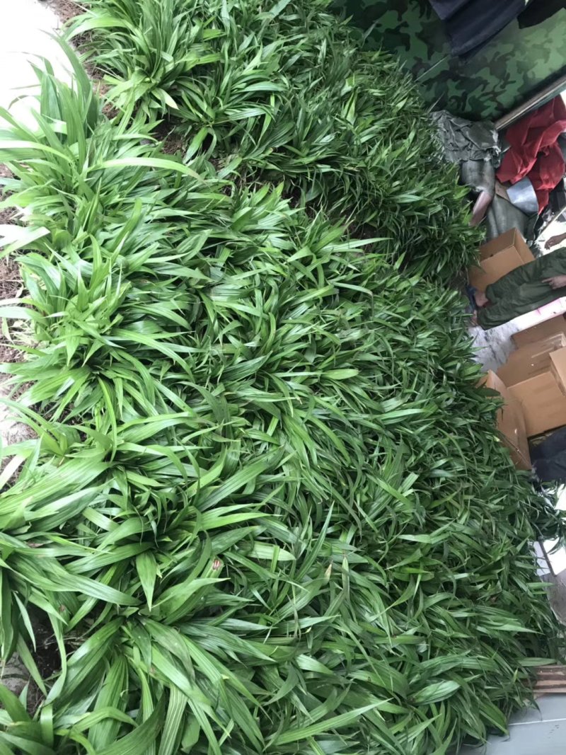 紫花三叉白芨，大白芨，白芨种苗，紫花白芨