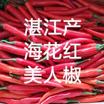 蔬菜海花红美人椒鲜辣椒广东湛江产地市场代收代办大量现货