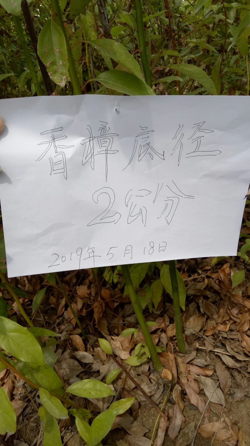 香樟树香樟树苗（小苗2--6公分）