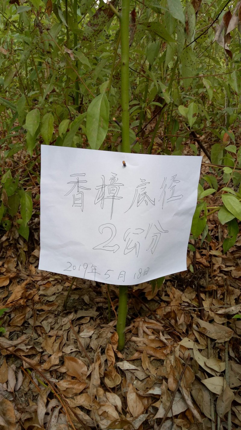 香樟树香樟树苗（小苗2--6公分）