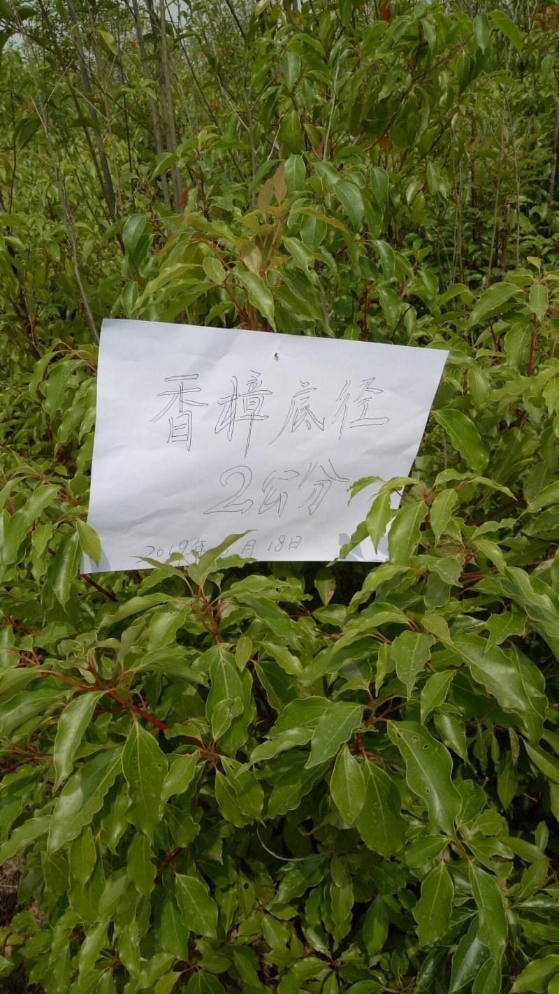 香樟树香樟树苗（小苗2--6公分）