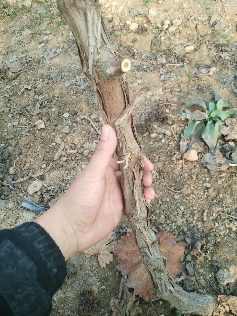 大量葡萄树占地葡萄树