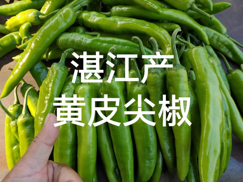新鲜辣椒青皮尖椒，广东湛江辣椒产地市场隆重上市大量供应