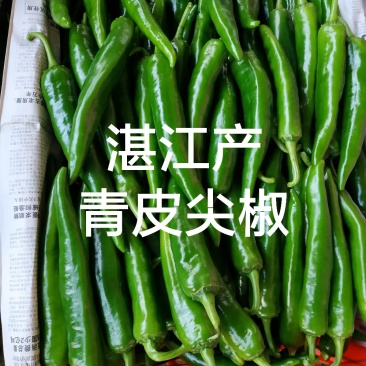新鲜辣椒青皮尖椒,广东湛江辣椒产地市场隆重上市大量供应