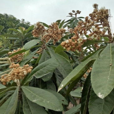 蜂蜜，保质保量