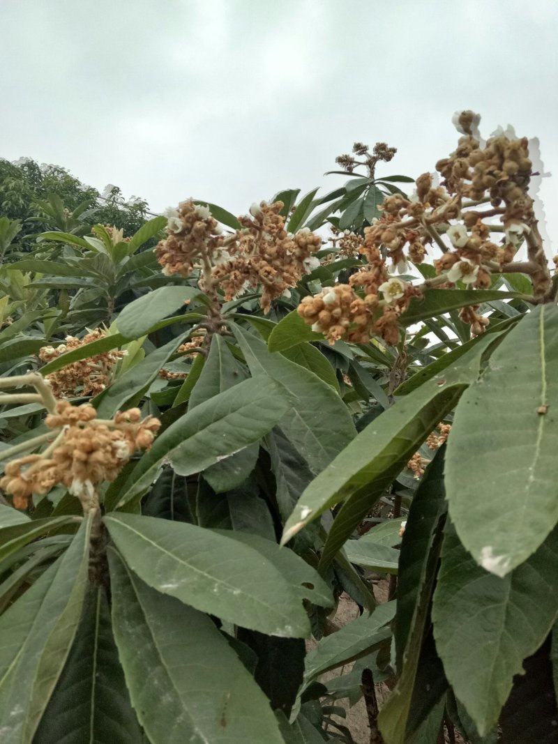 蜂蜜，保质保量