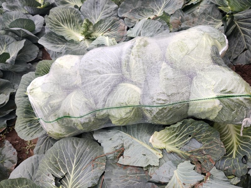 湖北甘蓝，中甘21甘蓝1.5---2斤，可提前包地预定