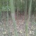香樟树香樟树苗（小苗2--6公分）