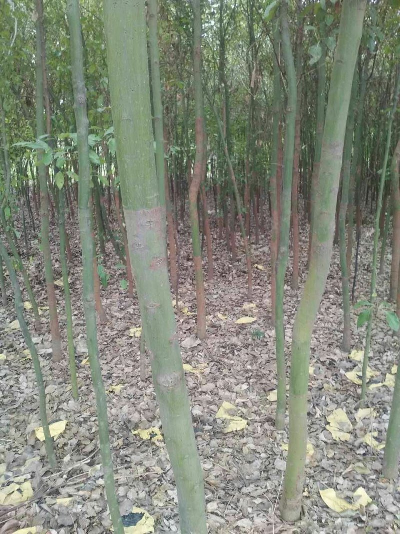 香樟树香樟树苗（小苗2--6公分）