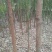香樟树香樟树苗（小苗2--6公分）
