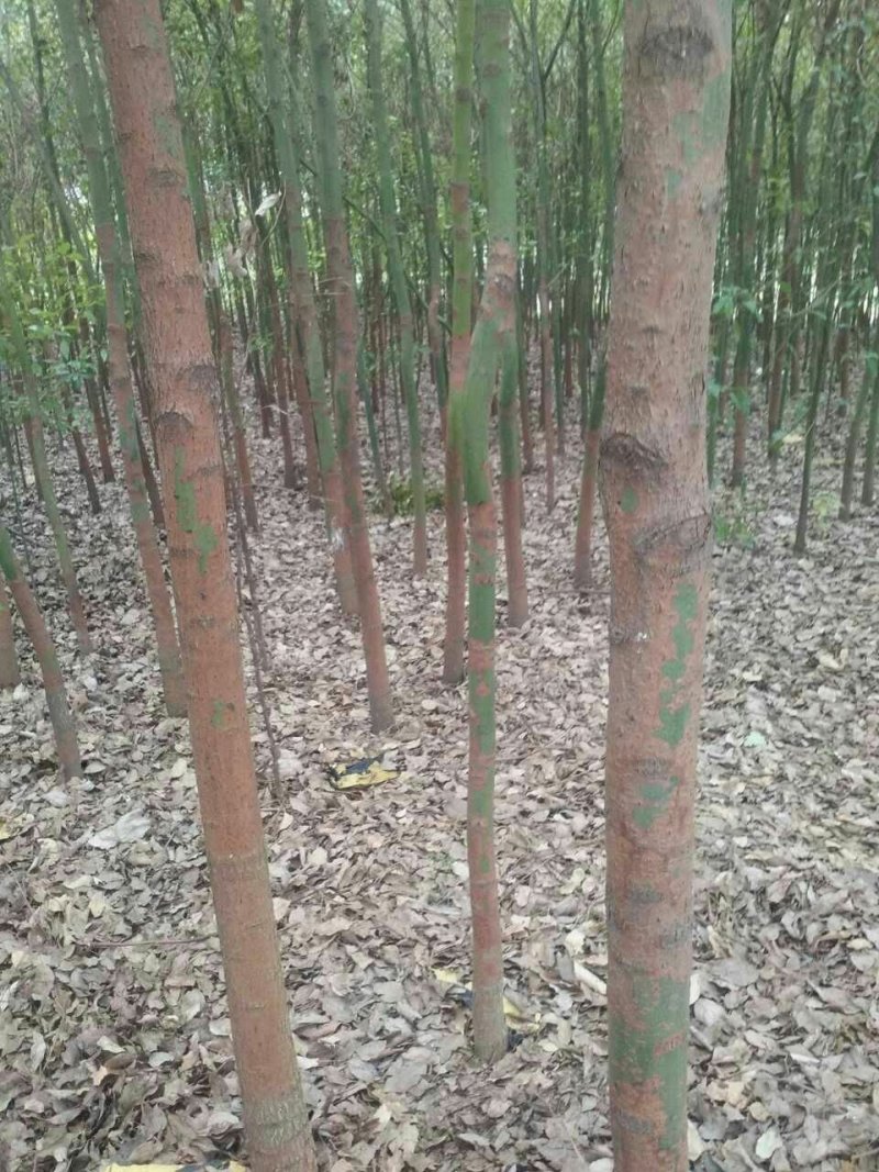 香樟树香樟树苗（小苗2--6公分）
