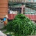 湛江产地供应新鲜辣椒三号八号线椒现摘现供