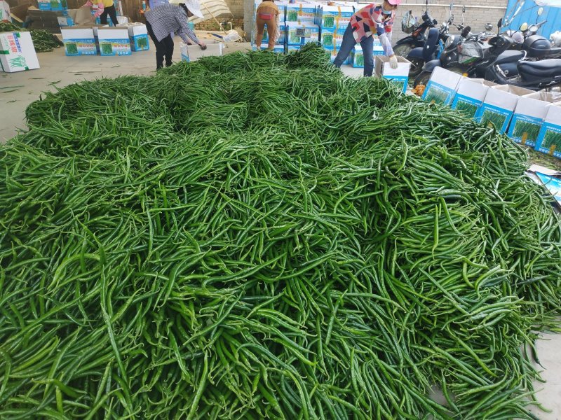 湛江产地供应新鲜辣椒三号八号线椒现摘现供