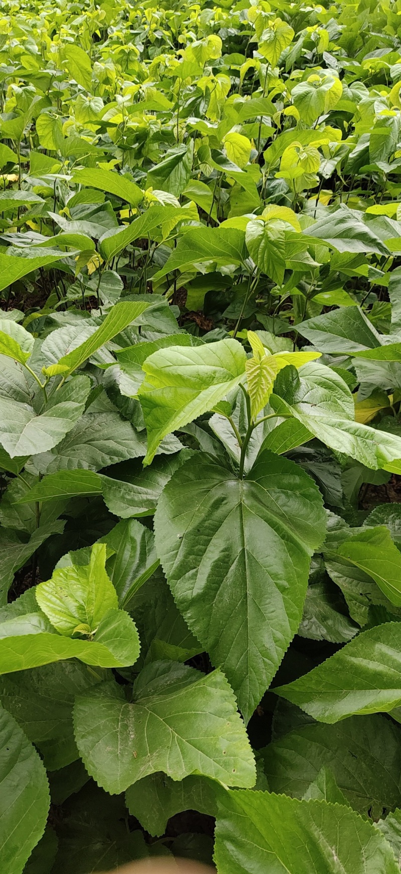桑树苗桑葚苗浙江农桑14号桑树苗40~50cm【好苗】