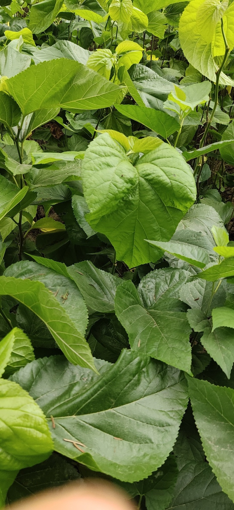 桑树苗桑葚苗浙江农桑14号桑树苗40~50cm【好苗】
