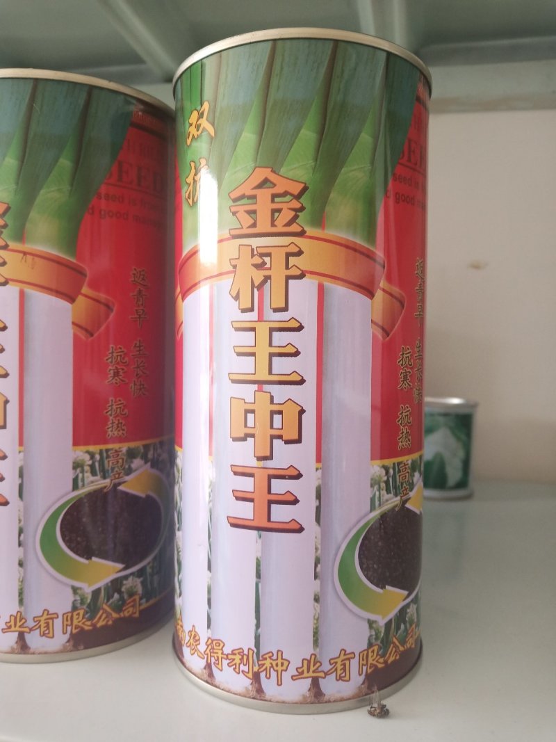 铁杆大葱种子天光一本纯二代新种子一代成桶芽率95%