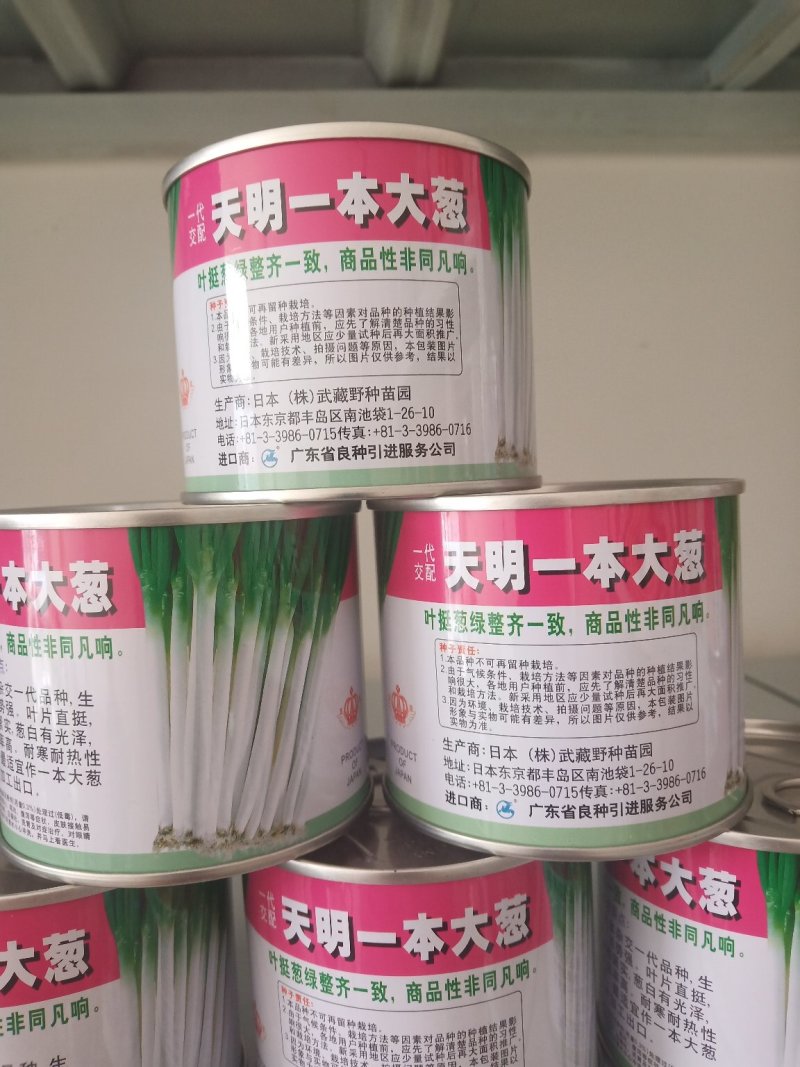 铁杆大葱种子天光一本纯二代新种子一代成桶芽率95%