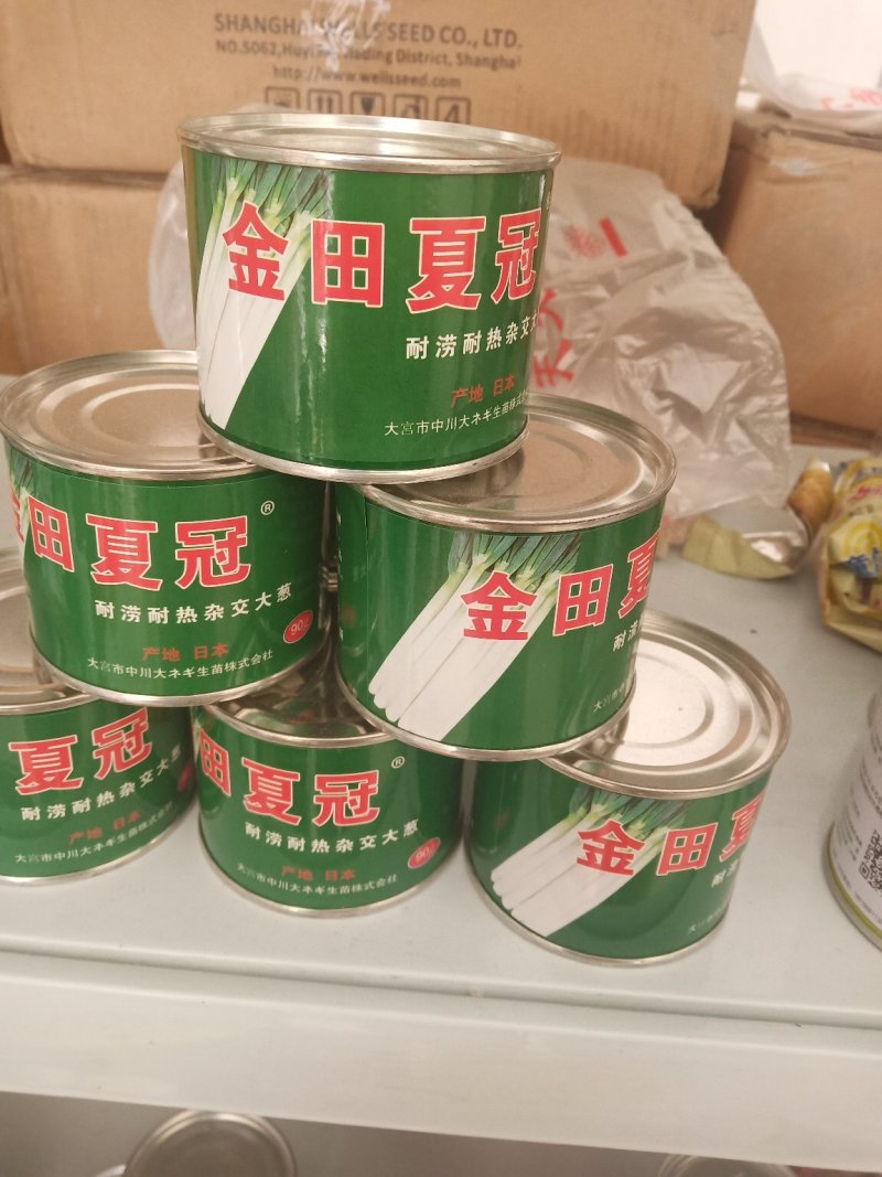 铁杆大葱种子天光一本纯二代新种子一代成桶芽率95%
