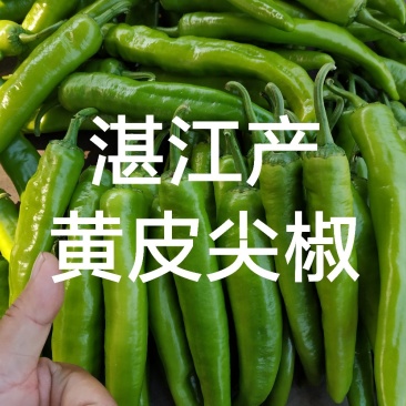 黄皮青椒辣椒供港供澳蔬菜产地,优质蔬菜产地代办