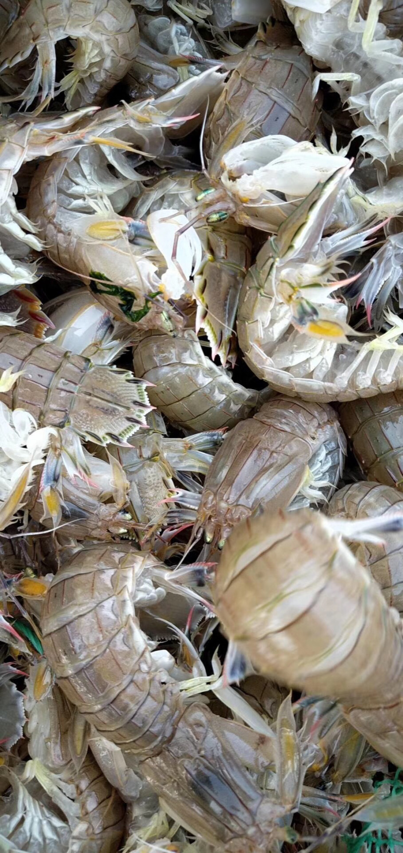 鲜活地笼皮皮虾带黄率高通货