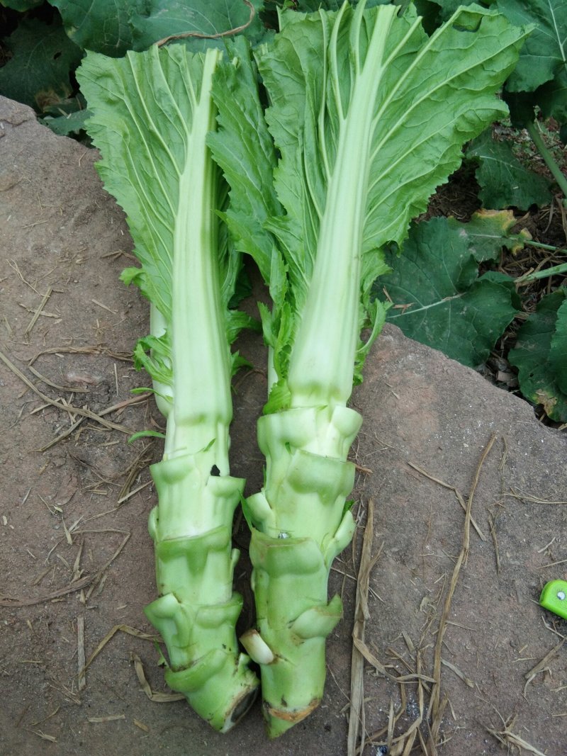 棒菜，大头菜，罗卜