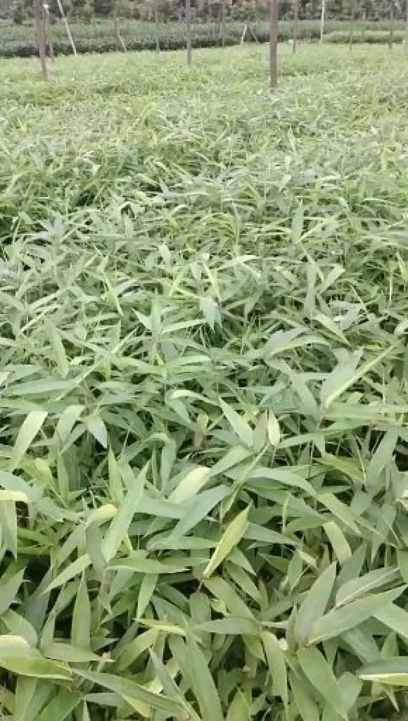 一年生无纺布营养杯优质楠竹苗