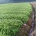 一年生无纺布营养杯优质楠竹苗