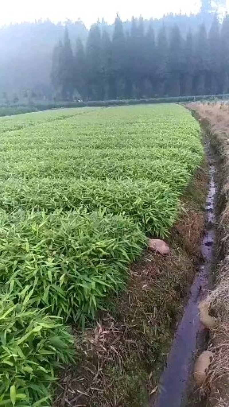 一年生无纺布营养杯优质楠竹苗