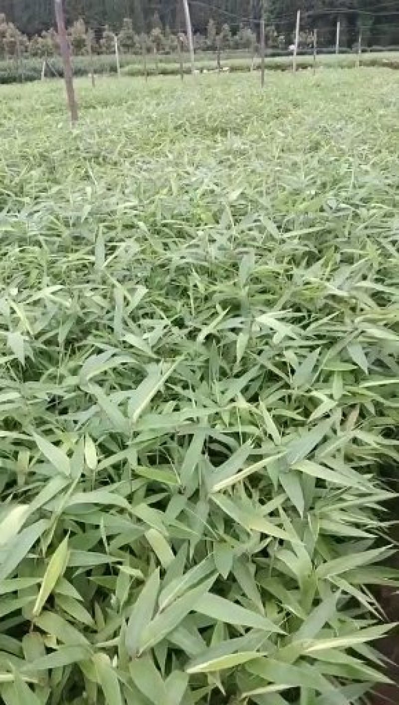 一年生无纺布营养杯优质楠竹苗