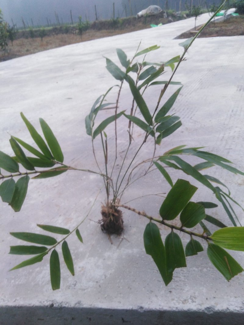 一年生无纺布营养杯优质楠竹苗