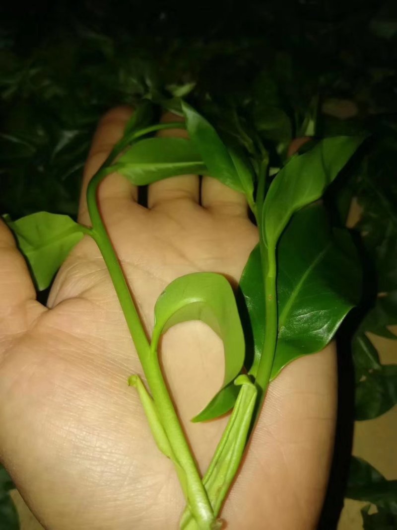 云南凤庆野生古树红百年野韵一件包邮