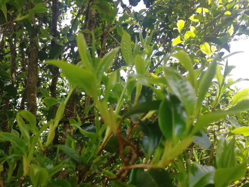 云南凤庆野生古树红百年野韵一件包邮