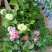 八仙花绣球苗重瓣无尽夏四季开花不断盆栽花观赏