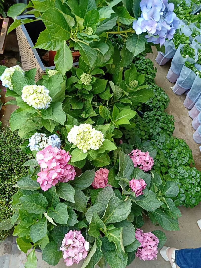八仙花绣球苗重瓣无尽夏四季开花不断盆栽花观赏