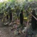 【精选】台农黑皮冬瓜种子大果抗病黑皮炮弹型产量高内腔小