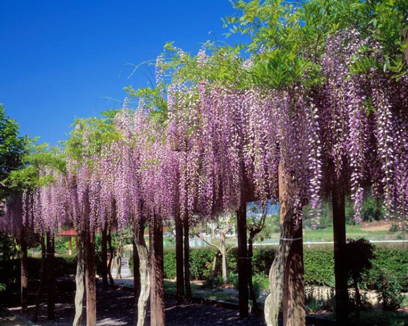 紫藤花树苗，多花重瓣浓香型，庭院盆栽，绿化园林，全国包邮