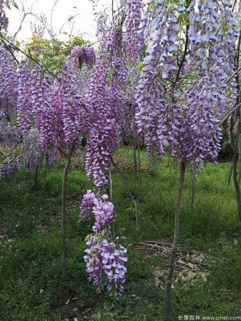 紫藤花树苗，多花重瓣浓香型，庭院盆栽，绿化园林，全国包邮