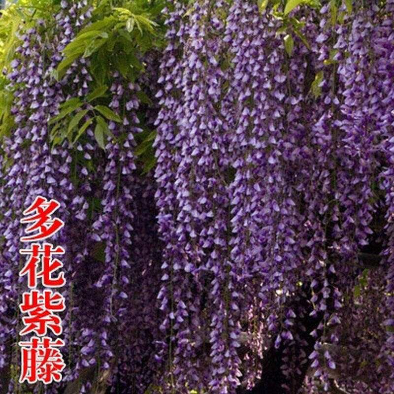 紫藤花树苗，多花重瓣浓香型，庭院盆栽，绿化园林，全国包邮