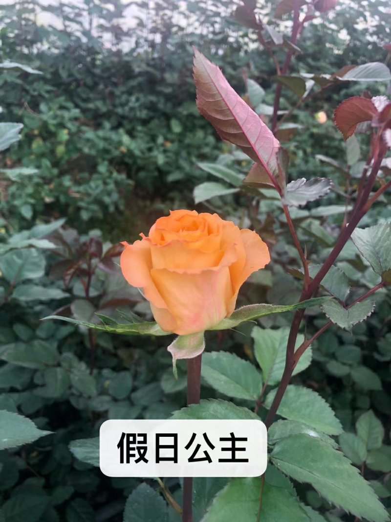 云南玫瑰苗嫁接四季玫瑰杯苗产量高成活高带土发货