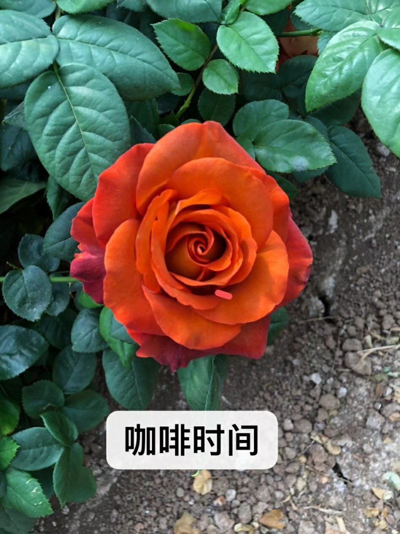 云南玫瑰苗嫁接四季玫瑰杯苗产量高成活高带土发货