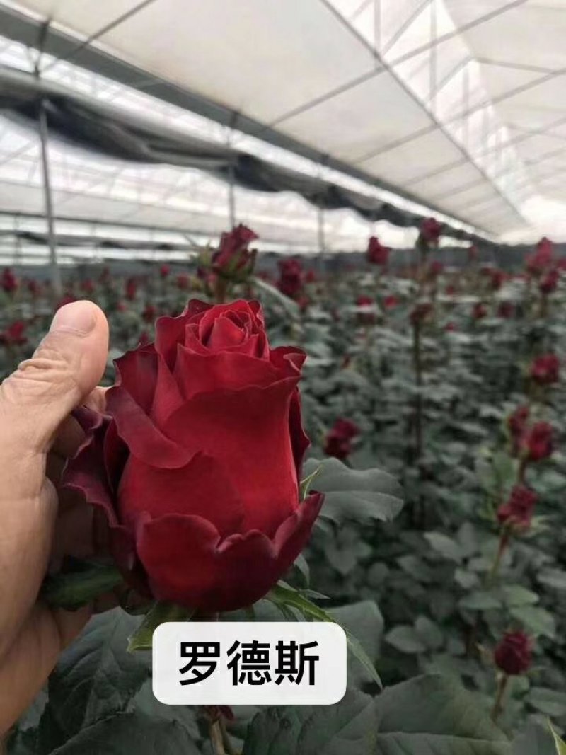 云南玫瑰苗嫁接四季玫瑰杯苗产量高成活高带土发货