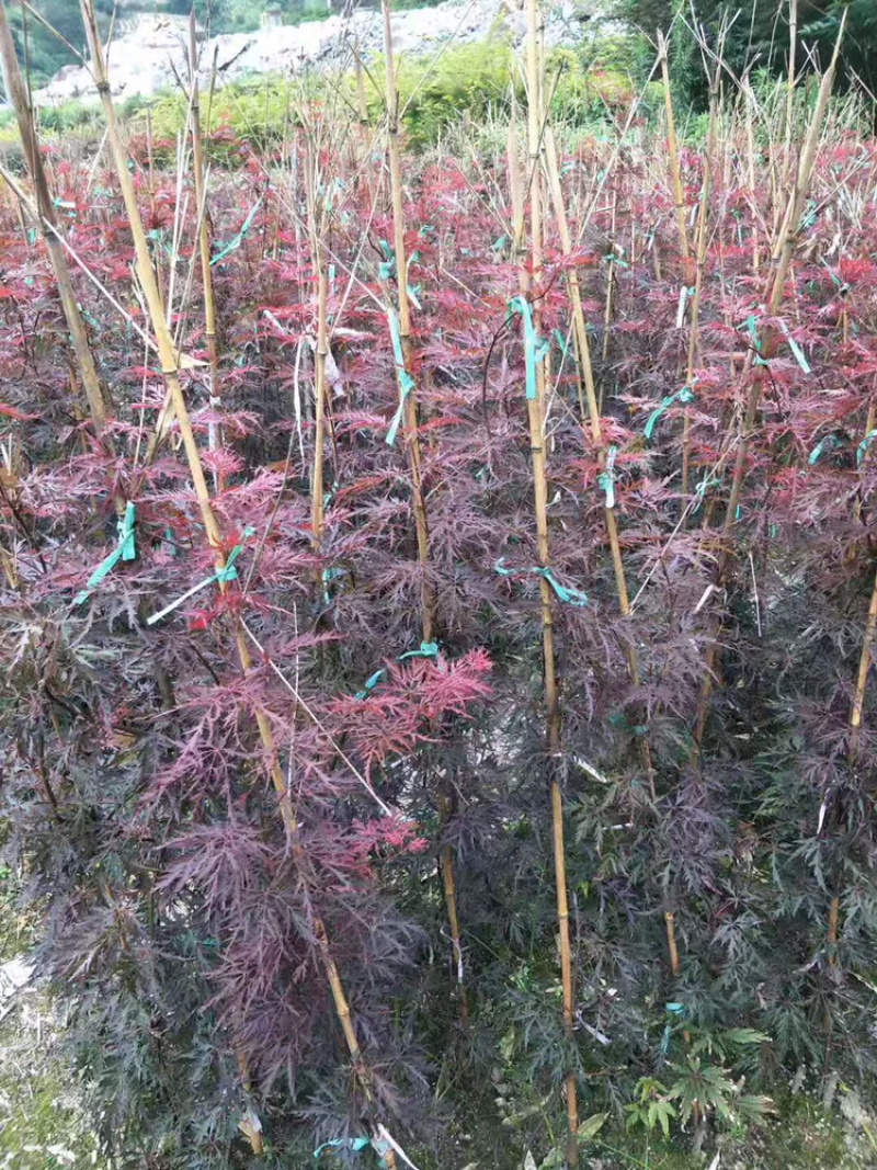 供应羽毛枫小苗精品红羽毛枫小苗红枫苗